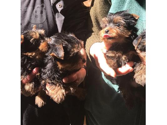 PoulaTo: Μικρά κουτάβια Yorkie